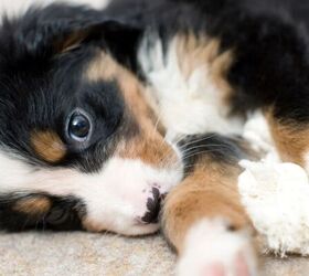 these are the top 3 mistakes new puppy owners make, Puppy image via Canva