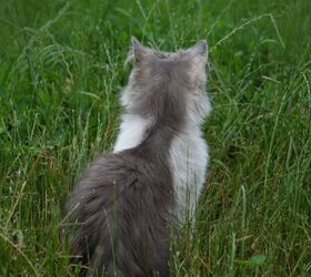 Do THIS to Keep your Outdoor Cat Safe