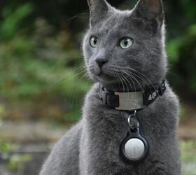 do this to keep your outdoor cat safe, Cat with collar image via Canva