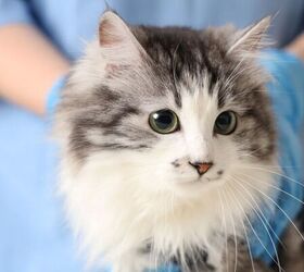 do this to keep your outdoor cat safe, Cat with vet image via Canva