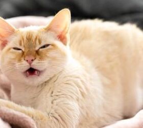 5 household items that could be triggering your pets allergies, Cat sneezing image via Canva