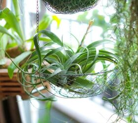 5 household items that could be triggering your pets allergies, Houseplants image via Canva