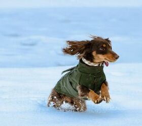 Is It Ever Too Cold to Take the Pooch Out?