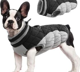 is it ever too cold to take the pooch out