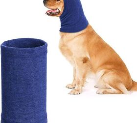 is it ever too cold to take the pooch out