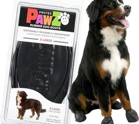 is it ever too cold to take the pooch out