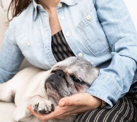 thinking of adopting a senior dog let s get you ready