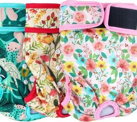 thinking of adopting a senior dog let s get you ready