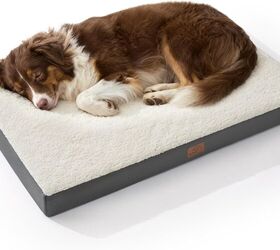 thinking of adopting a senior dog let s get you ready