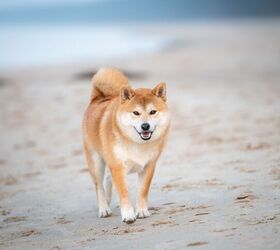 A Four-Legged Charmer Leads Buddhist Monks on a Pilgrimmage for Peace