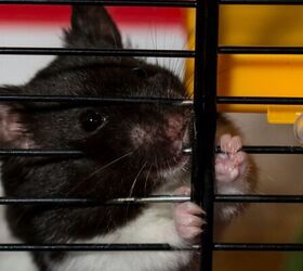 Why Your Hamster Keeps Chewing On Its Cage Bars
