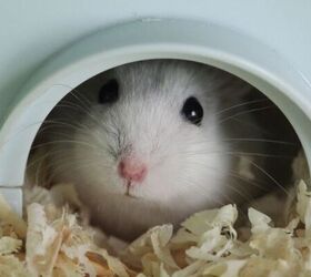 why your hamster keeps chewing on its cage bars, Hamster in tunnel image via Canva