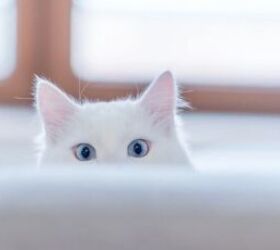 5 Signs Your Cat Might Be Stressed