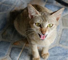 5 signs your cat might be stressed, Cat hissing image via Canva