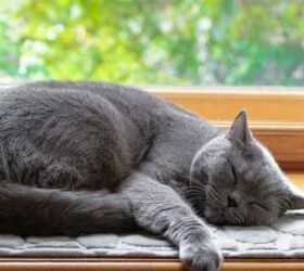 5 signs your cat might be stressed, Cat napping image via Canva