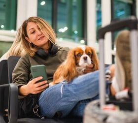 what to consider before moving state with a pet, Dog at airport image via Canva