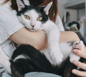 what to consider before moving state with a pet, Cat being cuddled image via Canva