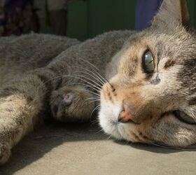 Senior cat - image via Canva