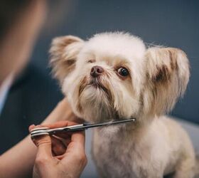 The Dos and Don’ts of Pet Grooming at Home