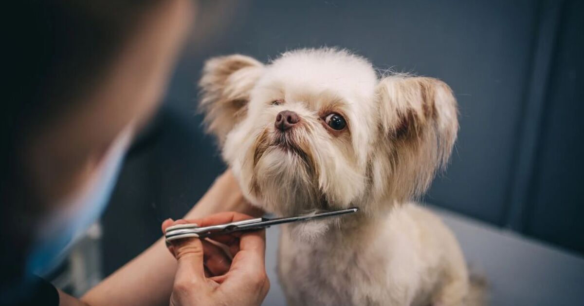 A closer look at Dog Grooming Costs At Home