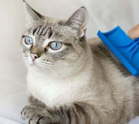 Brushing cat's fur - image via Canva