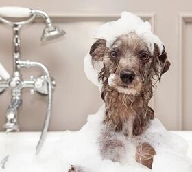 Dog in bath - image via Canva