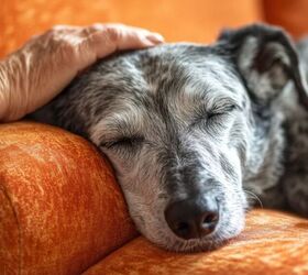 3 Essential Tips for Welcoming a Senior Dog Into Your Home