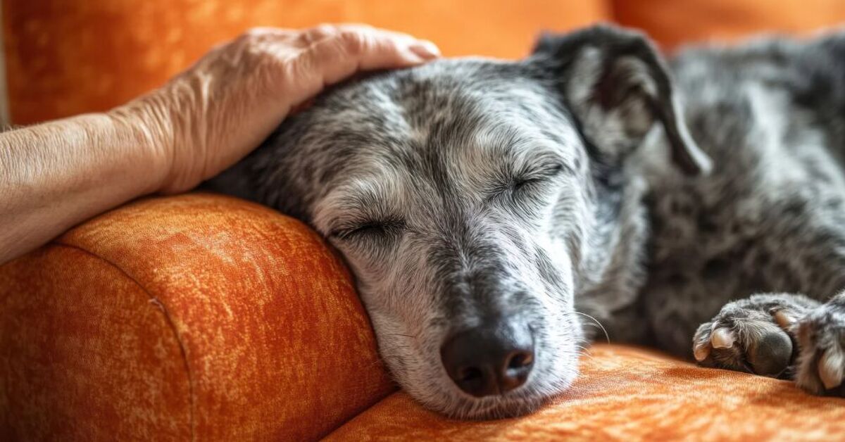 3 Essential Tips for Welcoming a Senior Dog Into Your Home | PetGuide