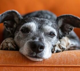 Senior dog - image via
