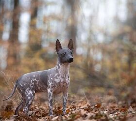Hairless Dog Breeds That Lack a Fur Coat