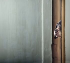 dog eavesdropping is a real thing, photo credit Arman Novic Shutterstock com