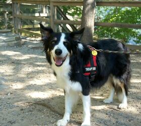 STARS Air Ambulance Welcomes Orion as Their New Therapy Dog