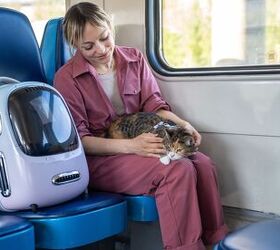 London Tube Encourages Travel with Pets... Cat Charity, No So Much