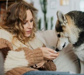 blueberry pill pockets the easy way to get your dog to take medicine, Feeding dog image via Canva