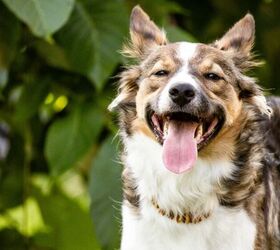 blueberry pill pockets the easy way to get your dog to take medicine, Happy dog image via Canva