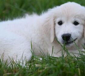 Why Does My Dog Keep Eating Grass?