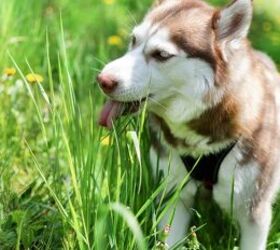 Dog licking grass - image via Canva
