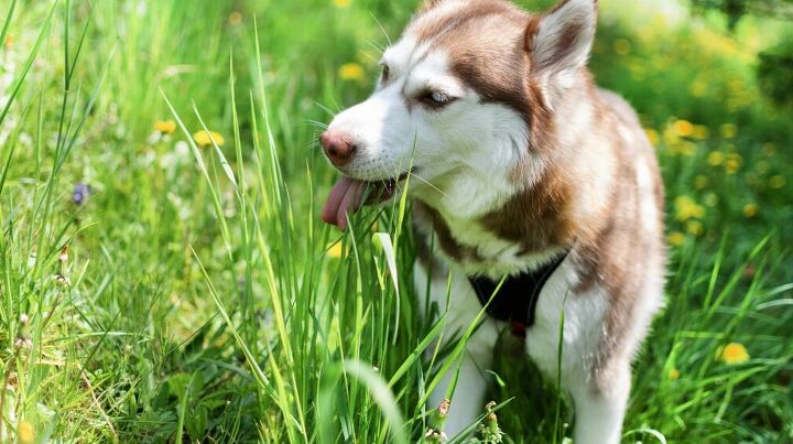 Stunning Trying To Prevent Puppy Grass Eating image