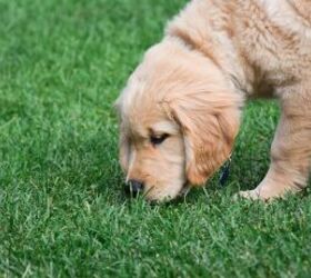 Dog sniffing grass - image via Canva