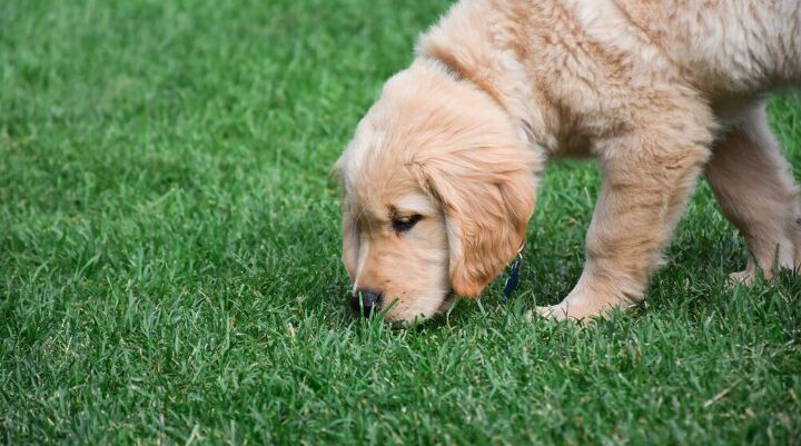Signs Of Illness After Eating Grass For Dogs photo