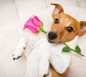 5 adorable valentines day gift ideas your dog will truly love, Dog with rose image via Canva