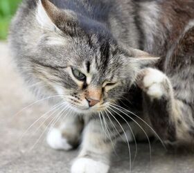 Are Some Cats More Susceptible to Fleas?
