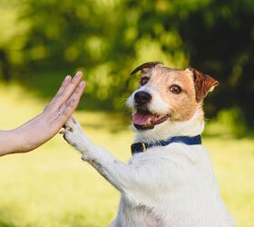 What Is the 3-3-3 Rule for Adopted Dogs?