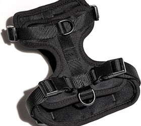 what is the 3 3 3 rule for adopted dogs