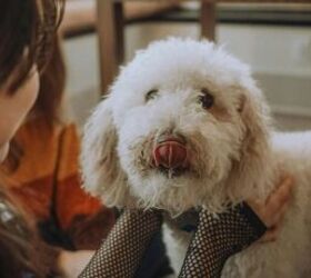 Why Your Dog Follows You Everywhere (And When It’s a Problem)