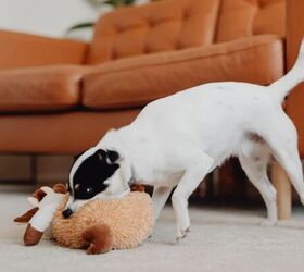 why your dog follows you everywhere and when its a problem, Dog with toy image via Canva