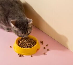 Cornell Is Conducting a Dietary Trial for CKD in Cats