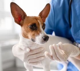 FDA Approves Oral Medication for Treating Lymphoma in Dogs
