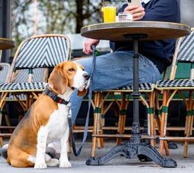 How to Choose Dog-Friendly Places That Won’t Overwhelm Your Pet