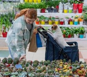 how to choose dog friendly places that wont overwhelm your pet, Photo credit Reshetnikov art Shutterstock com